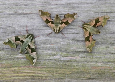 Lime Hawk-moths - Coverdale 17.05.2024