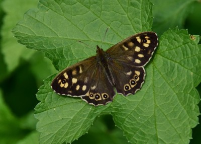 Speckled Wood - Coverdale 26.04.2024