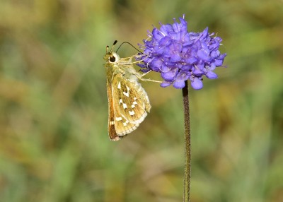 Silver-spotted Skipper - Old Winchester Hill 06.09.2022