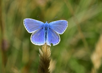 Common Blue - Blythe Valley 09.08.2023