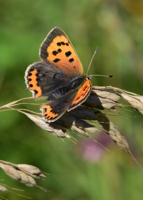 Small Copper - Blythe Valley 08.08.2023
