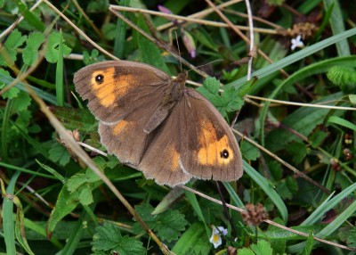 Meadow Brown female - Old Winchester Hill 02.09.2021