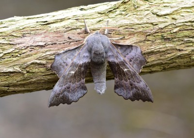 Poplar Hawk-moth - Coverdale 17.05.2024