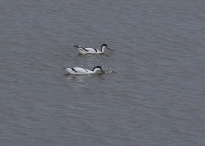Avocets - RSPB Pagham Harbour 06.05.2024