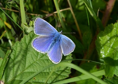 Common Blue - Blythe Valley 09.08.2023
