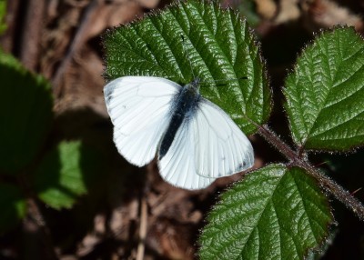 Green-veined White - Stansted Forest 07.05.2024