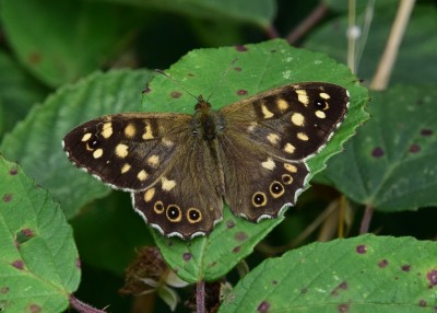 Speckled Wood male - Wagon Lane 07.08.2023
