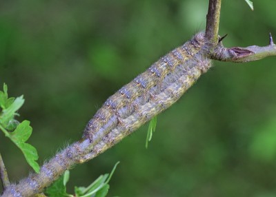 December Moth larvae - Coverdale 19.05.2024