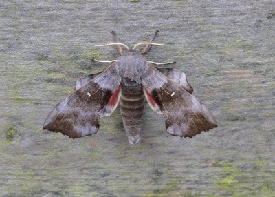 Poplar Hawk-moth - Bosham 07.05.2024