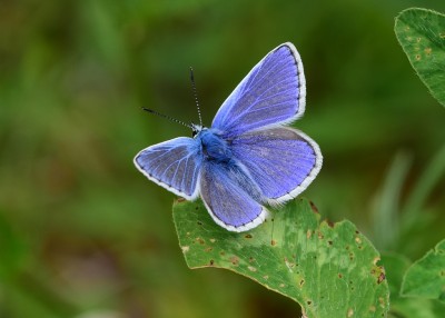 Common Blue male - Bishops Hill 03.06.2021