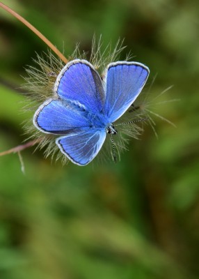 Common Blue male - Warton Crag 31.07.2022