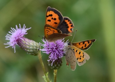Small Coppers- Wagon Lane 07.08.2023