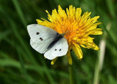 Small White - Coverdale 06.05.2019