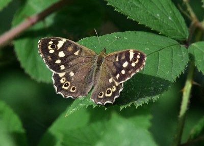Speckled Wood female - Coverdale 04.08.2023