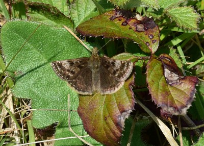 Dingy Skipper - Stansted Forest 08.05.2024