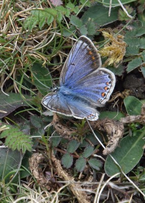 Common Blue female - Old Winchester Hill 06.06.2022
