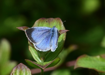 Holly Blue female - Old Winchester Hill 13.05.2023