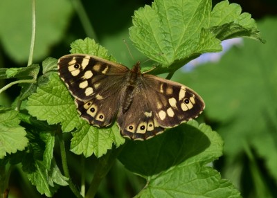 Speckled Wood female - Coverdale 13.04.2024