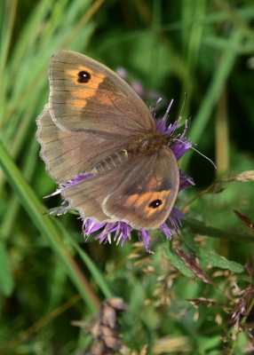 Meadow Brown - Blythe Valley 09.08.2023