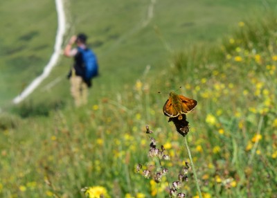 Large Skipper with my son Chris in the background - Bindon Hill 13.06.2021