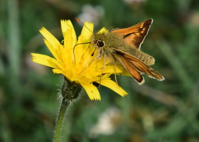 Silver-spotted Skipper - Old Winchester Hill 29.08.2023