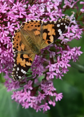 Painted Lady - Coverdale 18.05.2024