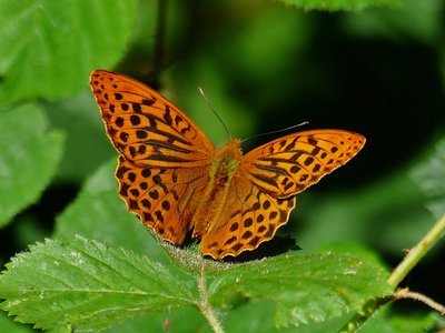 Silver-washed Fritillary male - Snitterflied Bushes 04.07.2019