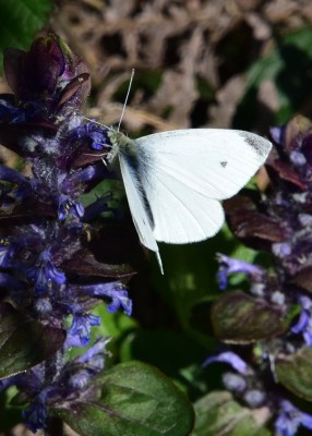 Small White - Stansted Forest 07.05.2024