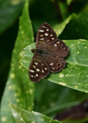 Speckled Wood female - Coverdale 04.08.2023