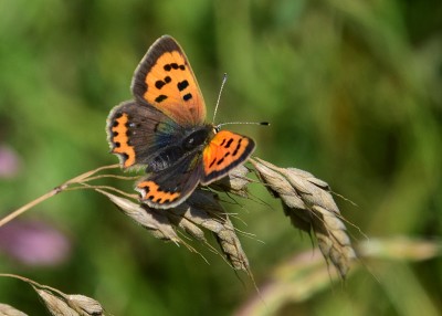 Small Copper - Blythe Valley 09.08.2023