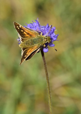 Silver-spotted Skipper - Old Winchester Hill 06.09.2022