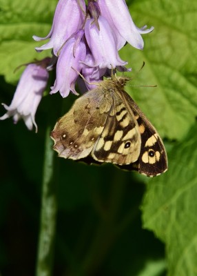 Speckled Wood female- Coverdale 26.04.2024