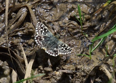 Grizzled Skipper - Stansted Forest 11.05.2023