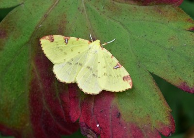 Brimstone Moth - Coverdale 26.07.2023