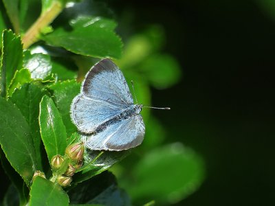 Holly Blue female - Coverdale 25.05.2016