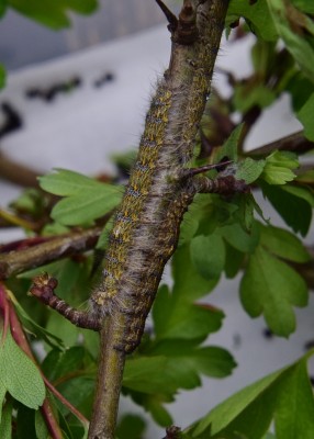 December Moth larvae - Coverdale 26.04.2024