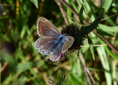 Common Blue female - Blythe Valley 09.08.2023