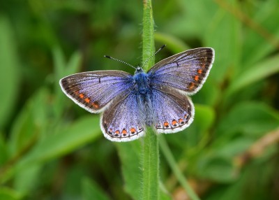 Common Blue female - Bishops Hill 03.06.2021