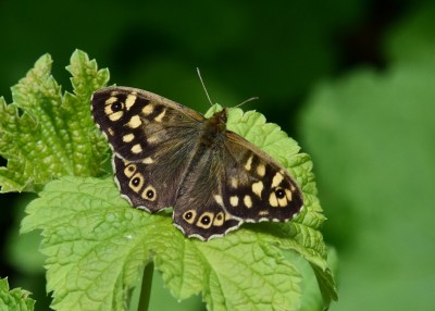 Speckled Wood - Coverdale 21.04.2024