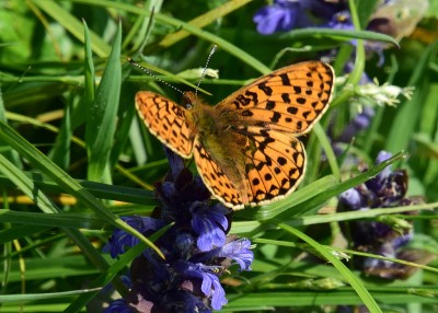 Pearl-bordered Fritillary - Stansted Forest 08.05.2024