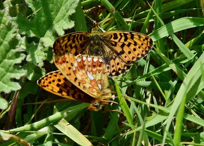 Pearl-bordered Fritillary pair - Stansted Forest 08.05.2024