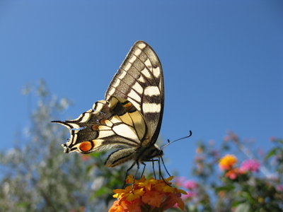 Swallowtail 3.jpg