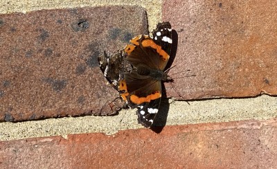 Mating Red Admirals. 26/01/2024 Seaford.