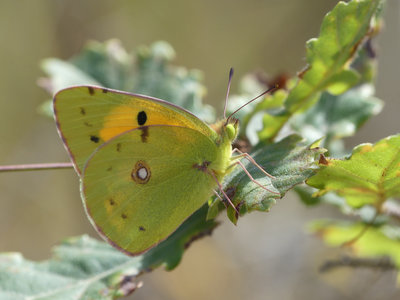 Clouded Yellow (Colias croceus).jpg