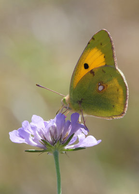 Clouded Yellow (Colias croceus) (2).jpg
