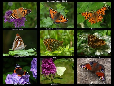 Butterflies 2023 (4).jpg