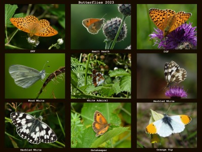 Butterflies 2023 (3).jpg