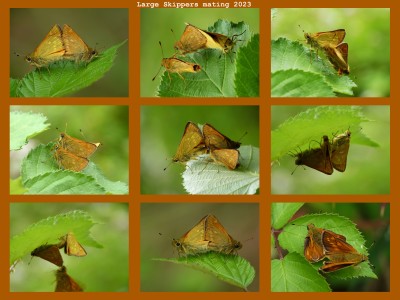 Large Skippers mating.jpg