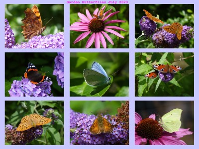 Garden Butterflies 2023 (2).jpg