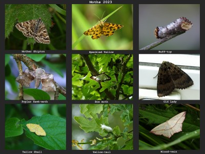 Moths.jpg
